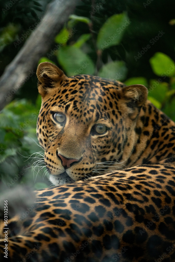 Fototapeta premium Javan leopard laying in the jungle, grass, trees and waiting for spoil. Portrait of a rare Asian leopard. Panthera pardus melas. Morning sun, green background. The dangerous javan predator.