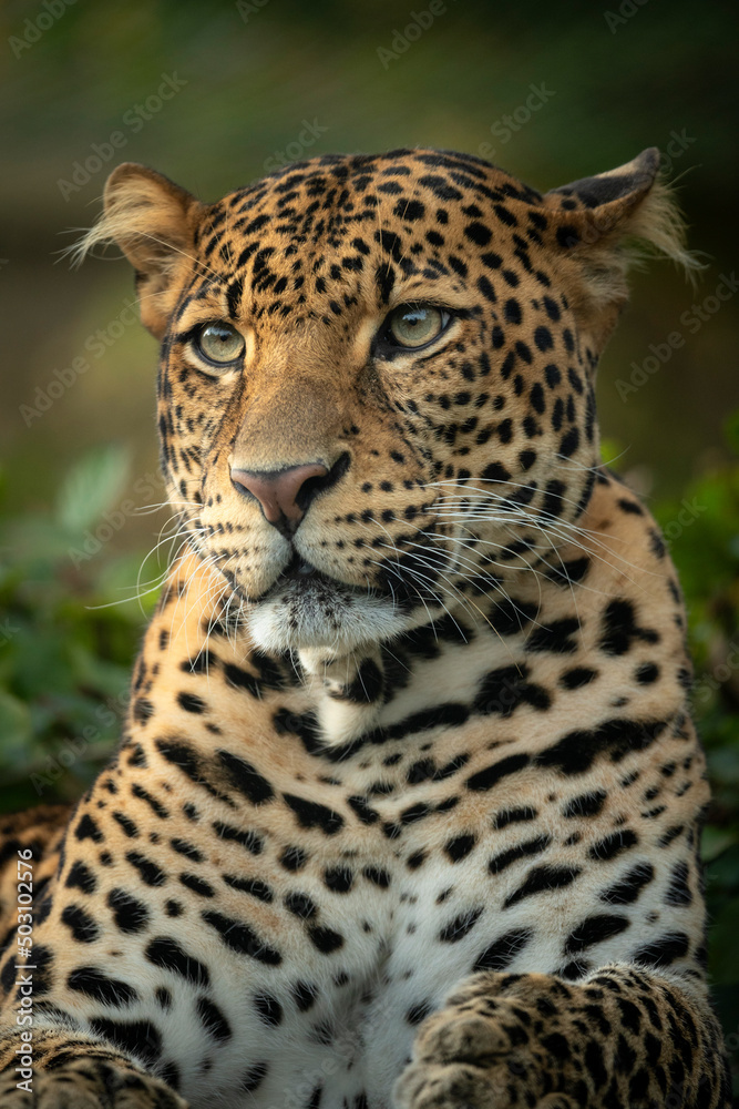 Javan leopard laying in the jungle, grass, trees and waiting for spoil. Portrait of a rare Asian leopard. Panthera pardus melas. Morning sun, green background. The dangerous javan predator. Javan leopard laying in the jungle, grass, trees and waiting for spoil. Portrait of a rare Asian leopard. Panthera pardus melas. Morning sun, green background. The dangerous javan predator.