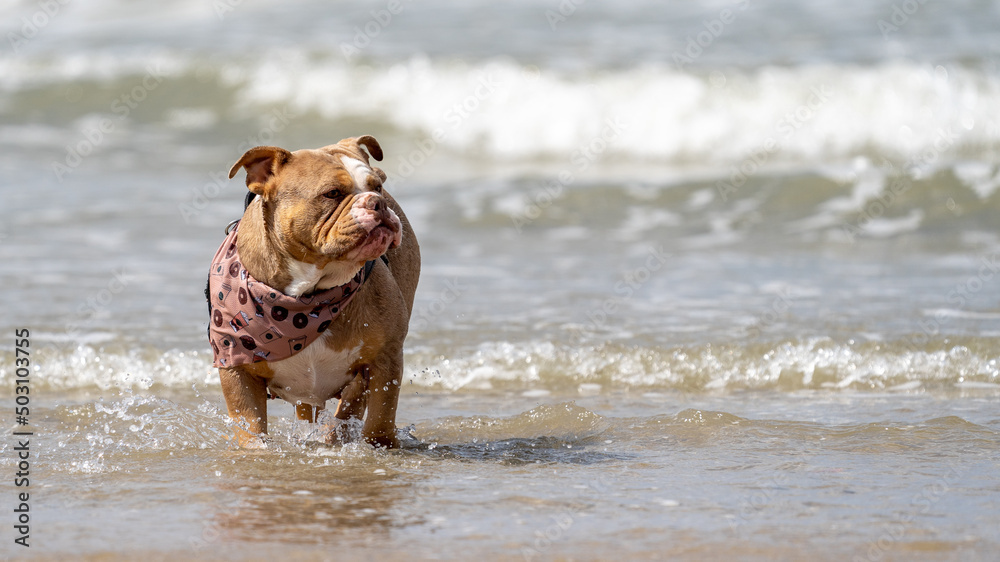 Bulldog dog on the beach in the water