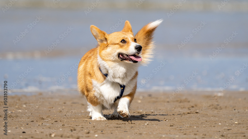 Happy welsh corgi pembroke dog at the beach
