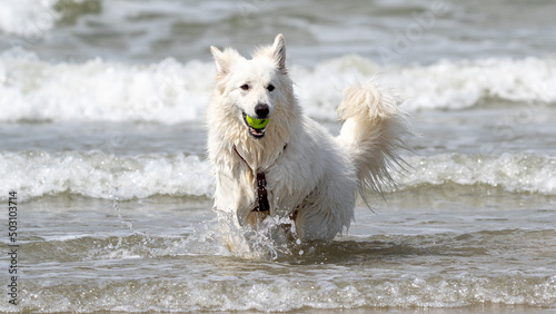 Dog on the beach. Beautiful white dog. Swiss shepherd dog. Dog with a toy in his mouth playing. dog runs along the beach in a spray of water