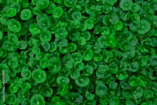 Green water pennywort  photo