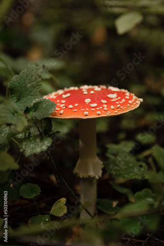Amanita mushroom with white spots on red cap grows in the forest. Dangerous poisonous mushroom