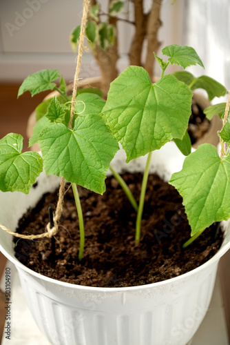 Green cucumber seedlings growing in flowerpot