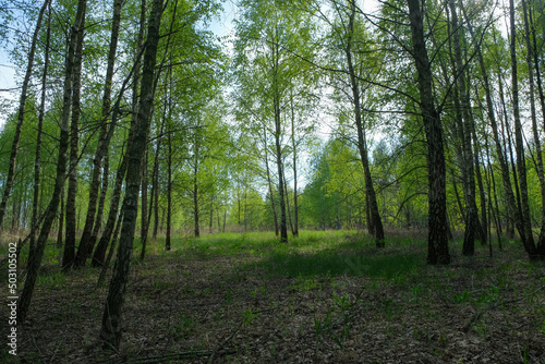 Dense birch forest. Green forest with young birch. 