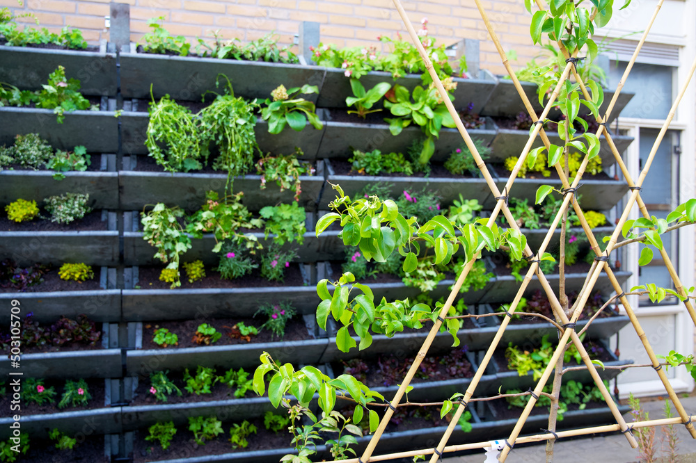 Living wall with green plants in a vertical wall garden in spring. Urban greening for climate adaptation. Geveltuin, groene gevel.  Vertical gardening for stimulating biodiversity. Green facade.
