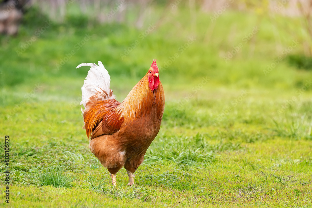 Fototapeta premium Beautiful Rooster standing on the grass in blurred nature green background.rooster going to crow.