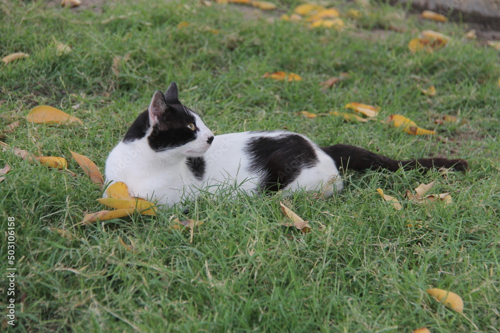 Beautiful cats lying on the green grass with their beautiful and distinctive eyes