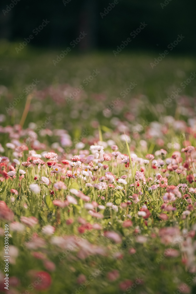 Summer field with colorful daisies and marguerites on a summer day, pink ,dark pink, white and yellow flowers in the meadow, summer background Summer field with colorful daisies and marguerites on a summer day, pink ,dark pink, white and yellow flowers in the meadow, summer background