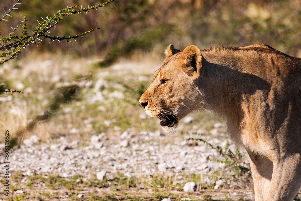 Naklejka premium lioness walking on the savannah