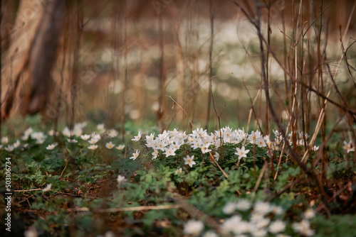 White small flowers in the forest, the field with anemone flowers, spring backgroung and springtime