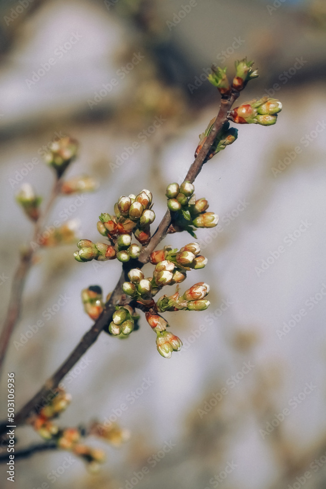 tree buds in spring close up,spring background tree buds in spring close up,spring background