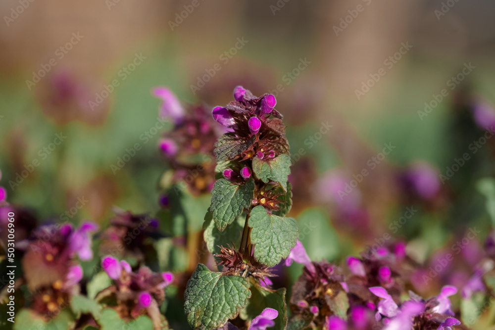 Obraz premium Origanum (oregano) vulgare in garden. Flowers of origanum vulgare, natural background.