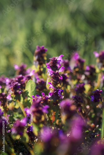 Origanum  oregano  vulgare in garden. Flowers of origanum vulgare  natural background.