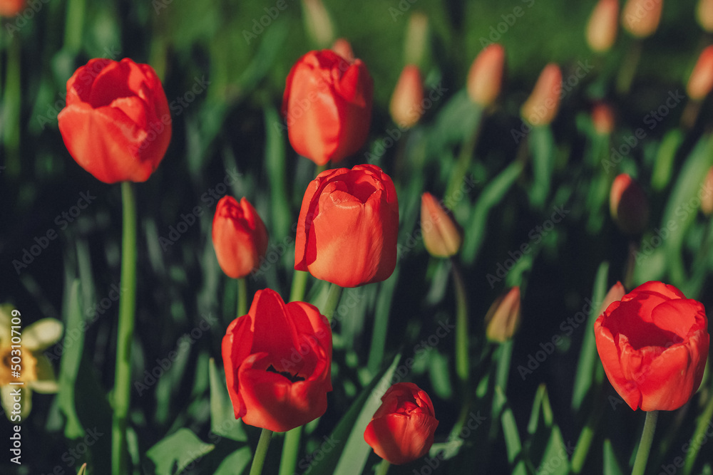 Obraz premium Group of red tulips in the park. Spring landscape.