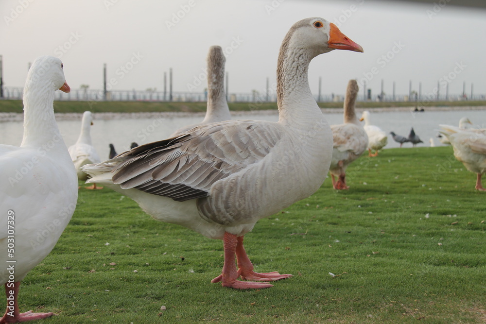Obraz premium A group of beautiful and pet ducks with beautiful pictures of them on a wonderful day