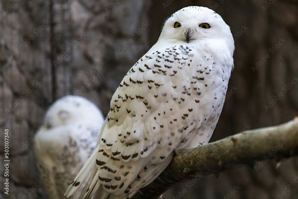 Obraz premium portrait of a polar white owl at the zoo