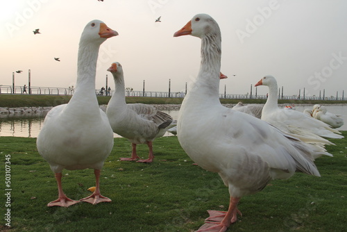 A group of beautiful and pet ducks with beautiful pictures of them on a wonderful day