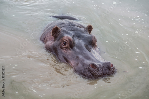 the hippo's muzzle sticks out of the water, closeup