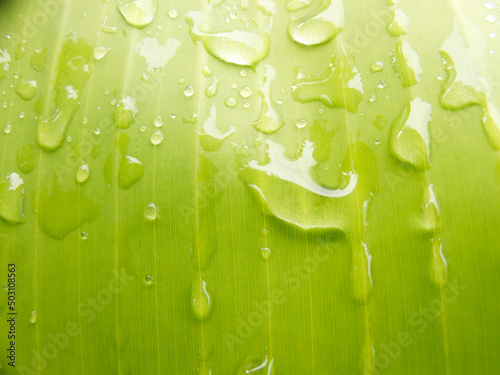 Water droplets on banana leaves -photo