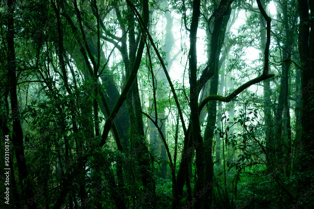 Fototapeta premium A large forest that is naturally lush with rain water falling