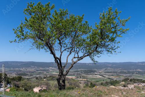 tree in Provence - France - Roussillon