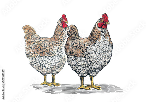 Group of two chickens, in graphic (engraved) style and painted color.