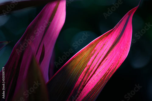 Background with cordyline fruticosa leaves with sunlight