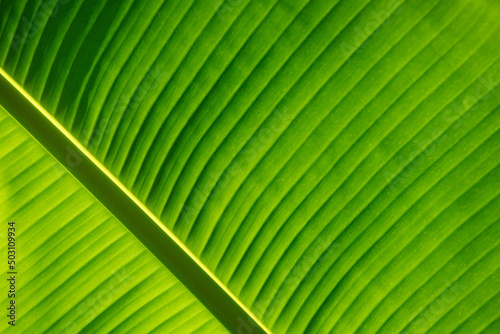 Background with fresh green leaf texture macro close-up