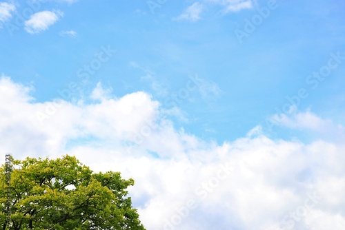 木と青空と雲