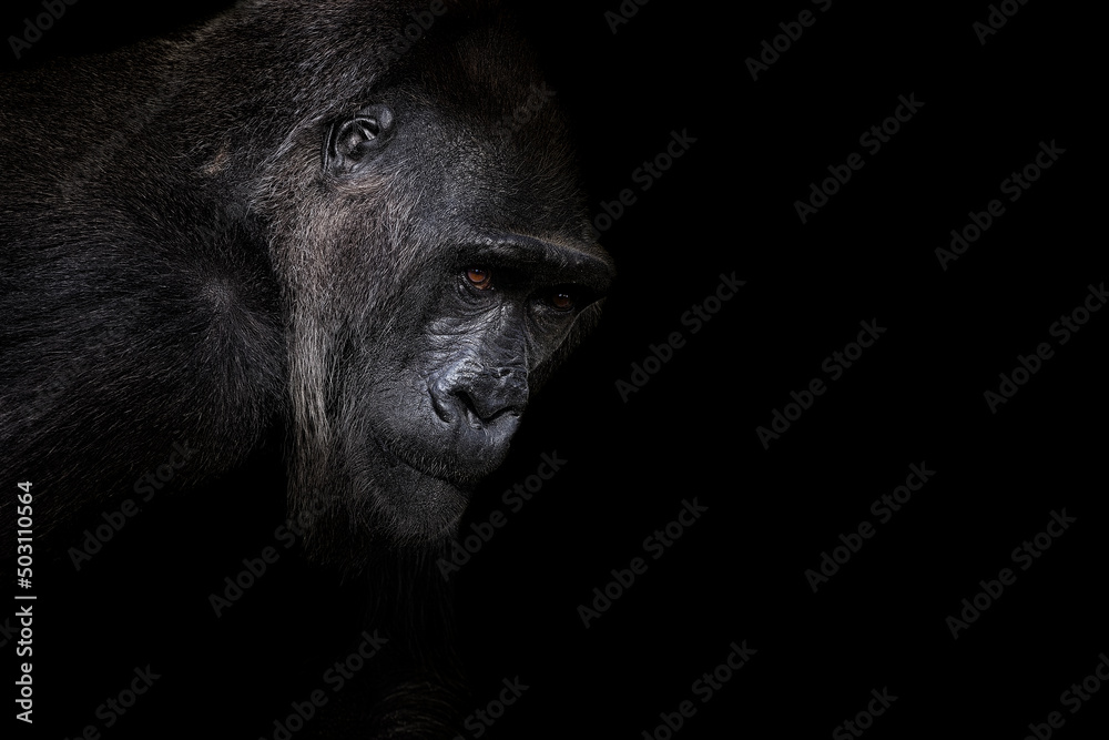 Ταπετσαρία Portrait of a western lowland gorilla (GGG) close up