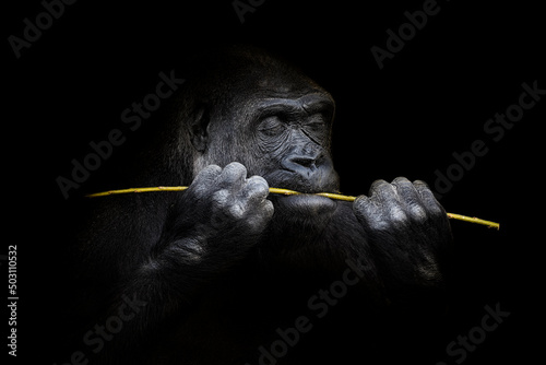 Fotografiet Portrait of a western lowland gorilla (GGG) close up