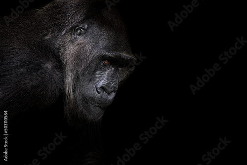 Portrait of a western lowland gorilla (GGG) close up. Silverback - adult male of a gorilla in a native habitat. Jungle of the Central African Republic. Summer, spring, zoo, cub, female.
