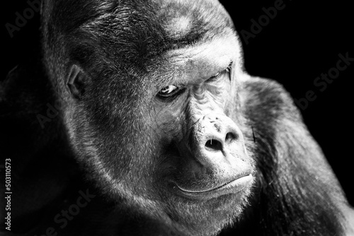 Portrait of a western lowland gorilla (GGG) close up. Silverback - adult male of a gorilla in a native habitat. Jungle of the Central African Republic. Summer, spring, zoo, cub, female.
