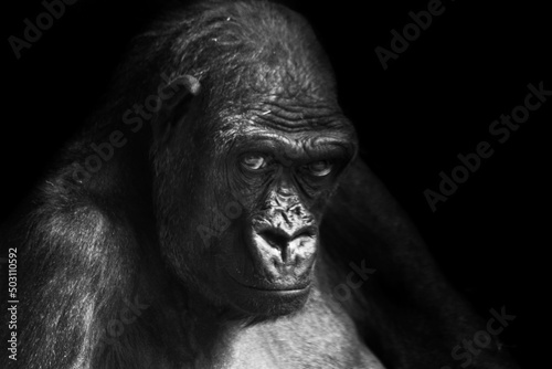 Portrait of a western lowland gorilla (GGG) close up. Silverback - adult male of a gorilla in a native habitat. Jungle of the Central African Republic. Summer, spring, zoo, cub, female.  © jirka