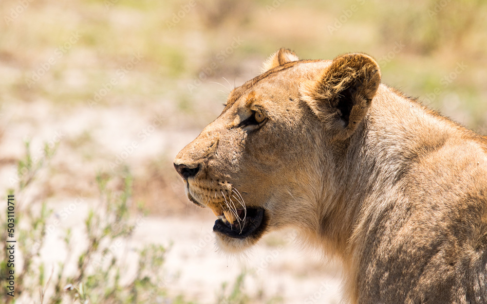 muzzle profile lioness in the savannah muzzle profile lioness in the savannah