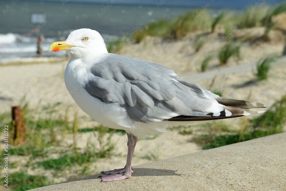 Möwe, Silbermöwe, larus argentatus Möwe, Silbermöwe, larus argentatus