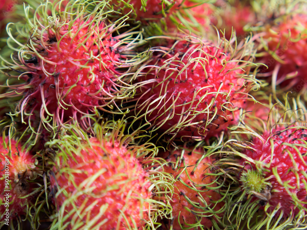 Fresh and ripe rambutan sweet tropical fruit peeled close-up.
A close-up shot of freshly picked ripe rambutan fruit in bright light.
Fresh rambutan fruit on local Thailand. Fresh and ripe rambutan sweet tropical fruit peeled close-up.
A close-up shot of freshly picked ripe rambutan fruit in bright light.
Fresh rambutan fruit on local Thailand.