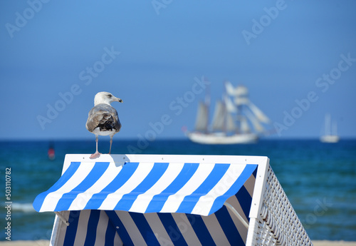 Möwe, Silbermöwe, larus argentatus