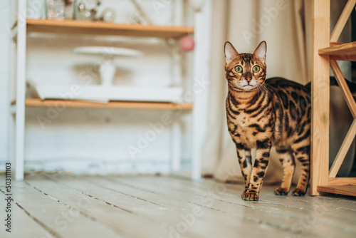 A young Bengal cat walks around the room. photo