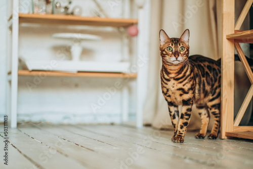 Bild auf Leinwand A young Bengal cat walks around the room.