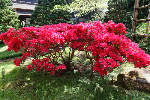 Rhododendron blooming flowers in the spring garden. Beautiful red Rhododendron tree with flowers