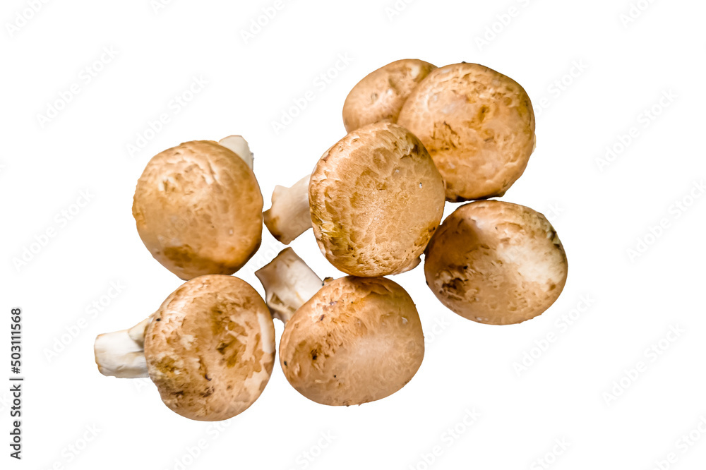 Champignon.Royal mushroom champignons, close-up, isolated on a white background