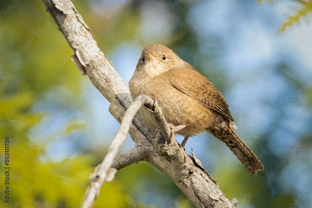 Small House Wren making eye contact while perched on branch on an early spring morning Small House Wren making eye contact while perched on branch on an early spring morning