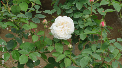 白のオールドローズ