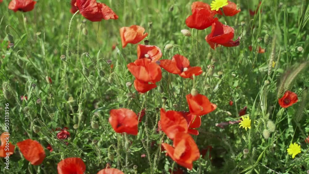 Beautiful bright red poppies sway in the wind. Scarlet flowers on a background of green grass. Spring mood. Warm day in nature. Holidays in the countryside. Delicate petals on thin stems. Amazing. Beautiful bright red poppies sway in the wind. Scarlet flowers on a background of green grass. Spring mood. Warm day in nature. Holidays in the countryside. Delicate petals on thin stems. Amazing.