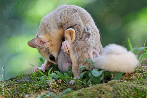 A mother sugar glider is nursing her two babies on moss-covered ground. This marsupial mammal has the scientific name Petaurus breviceps.