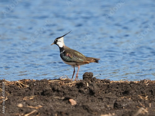 bird on the beach