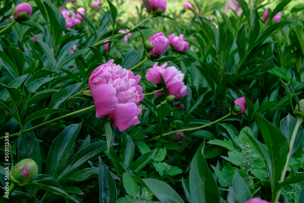 Obraz premium peonies in the garden