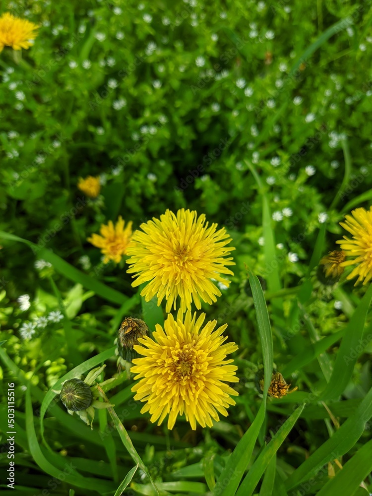 dandelions in the grass dandelions in the grass